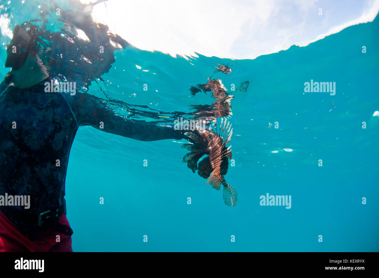 Ein Mann behandelt eine aufgespießt Feuerfische offshore von Belize. Die Feuerfische ist eine invasive Arten, ist die Ökologie der Korallenriffe in der Karibik zu verletzen. Stockfoto