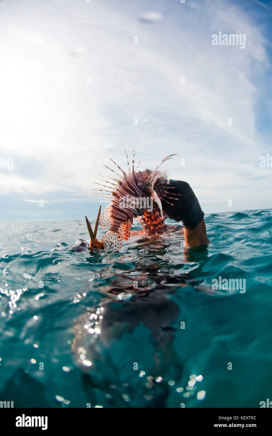Ein Mann behandelt eine aufgespießt Feuerfische offshore von Belize. Die Feuerfische ist eine invasive Arten, ist die Ökologie der Korallenriffe in der Karibik zu verletzen. Stacheln der Fische sind giftig, so dass Taucher die Stacheln abschneiden, um Verletzungen zu vermeiden. Stockfoto