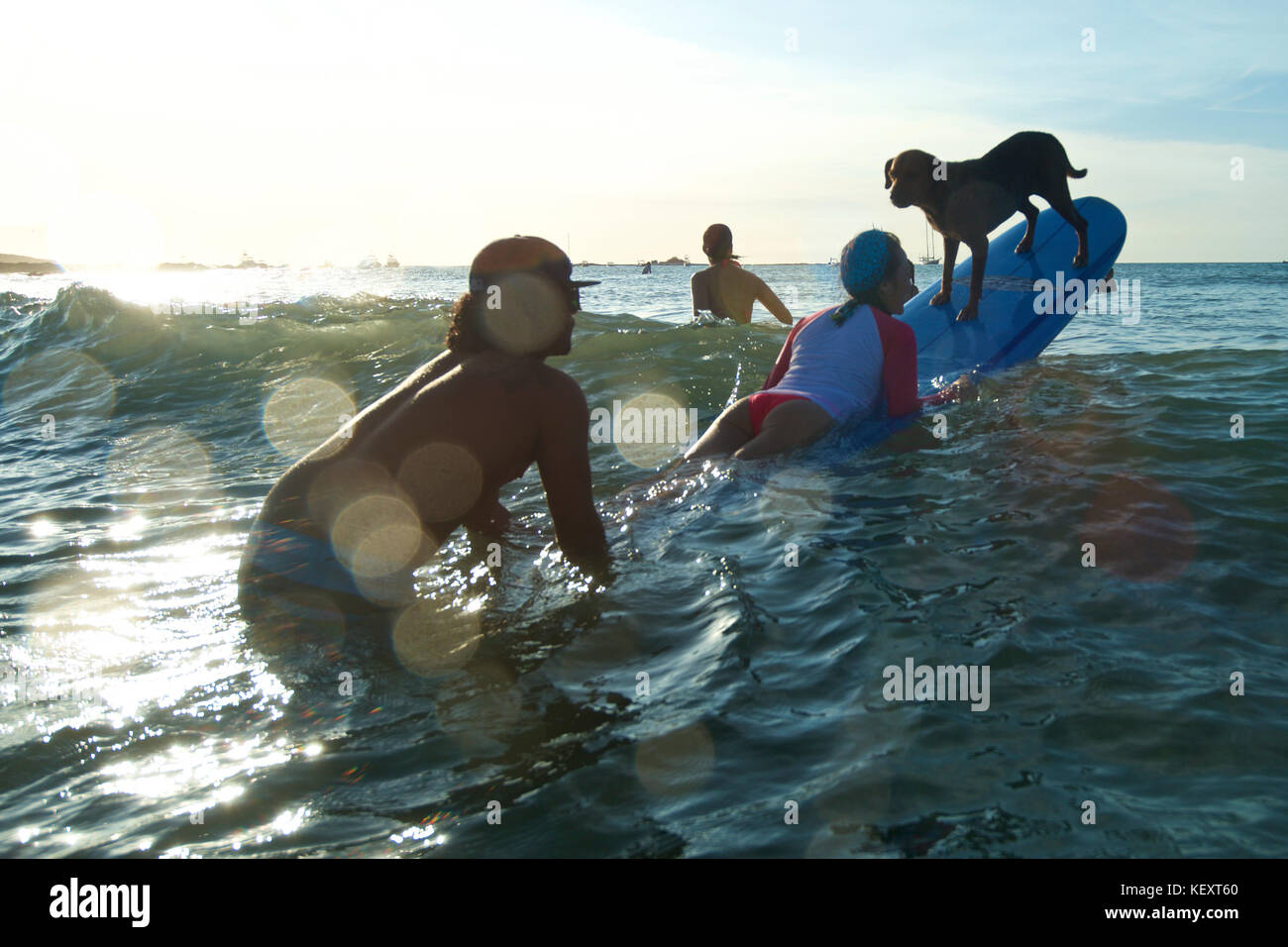 Menschen surfen mit ihrem Hund in Tamarindo, Costa Rica Stockfoto