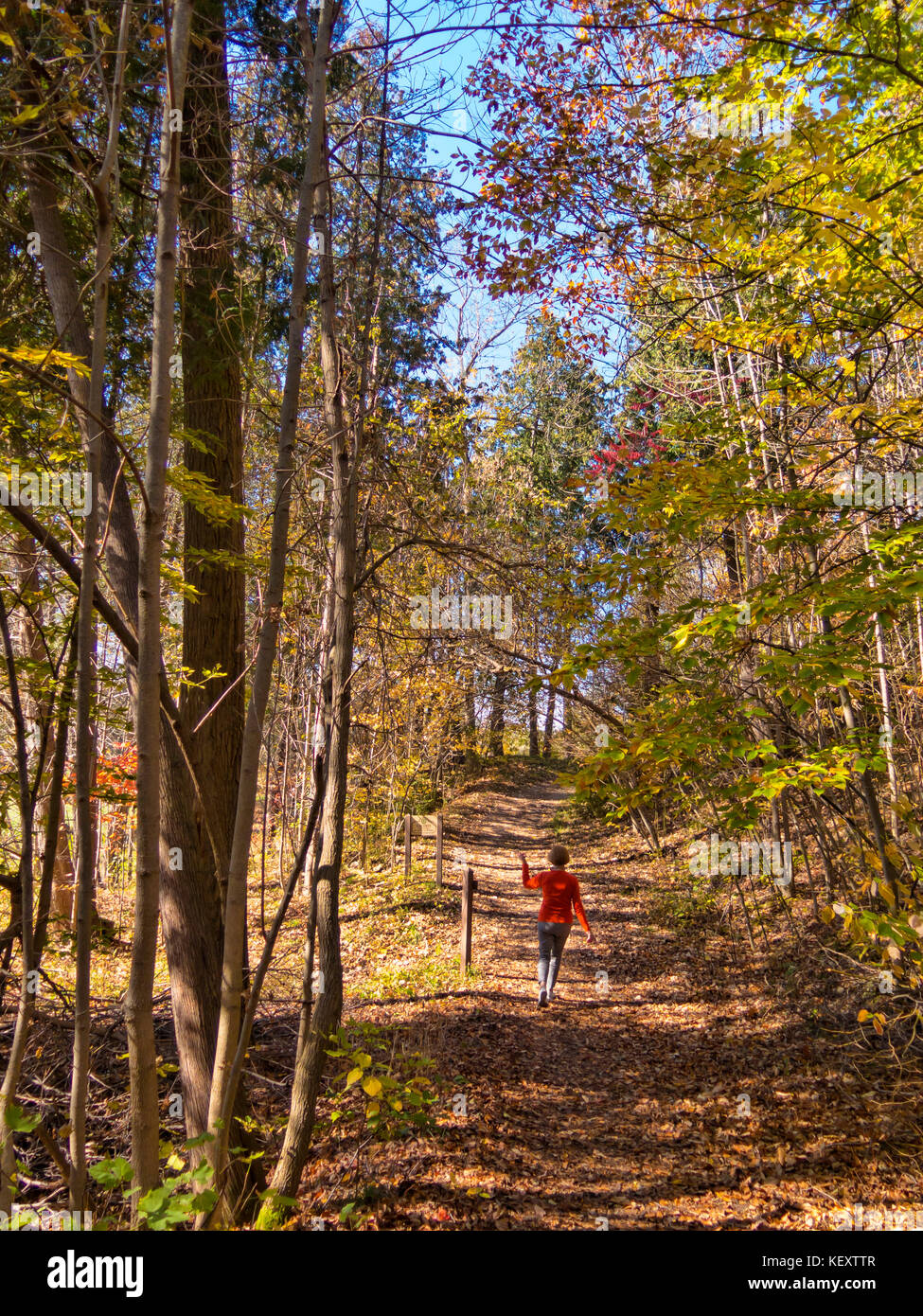 Die Frau ist zu Fuß in den Wäldern auf einem Naturlehrpfad im Herbst mit bunten Bäumen Stockfoto