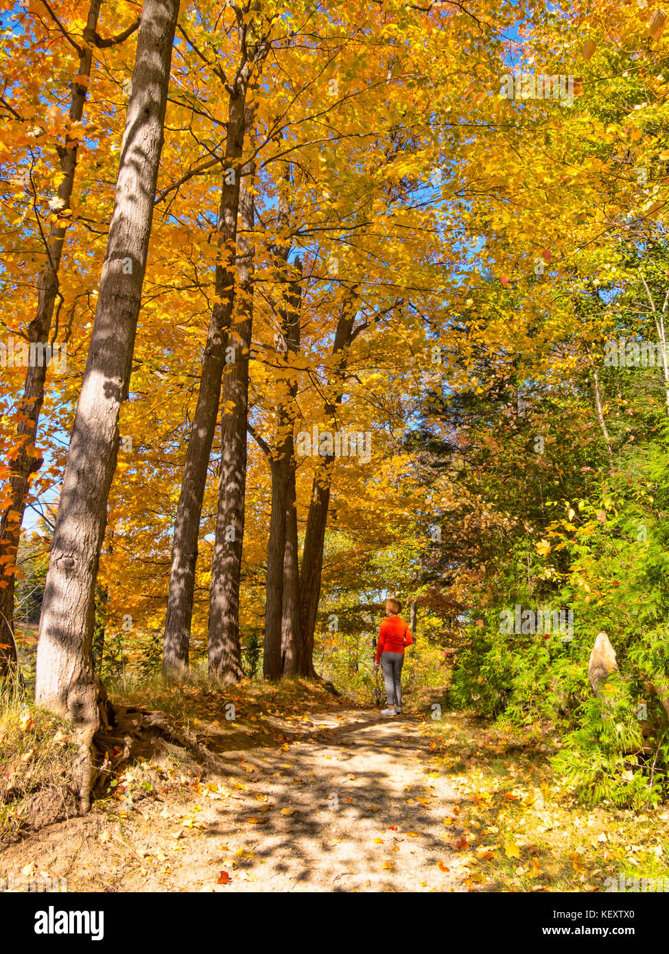 Die Frau ist zu Fuß in den Wäldern auf einem Naturlehrpfad im Herbst mit bunten Bäumen Stockfoto