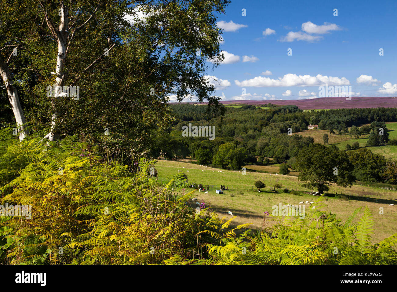 Osten Heide und Moor aus cowhouse pockley Bank Holz North York Moors National Park North Yorkshire Stockfoto