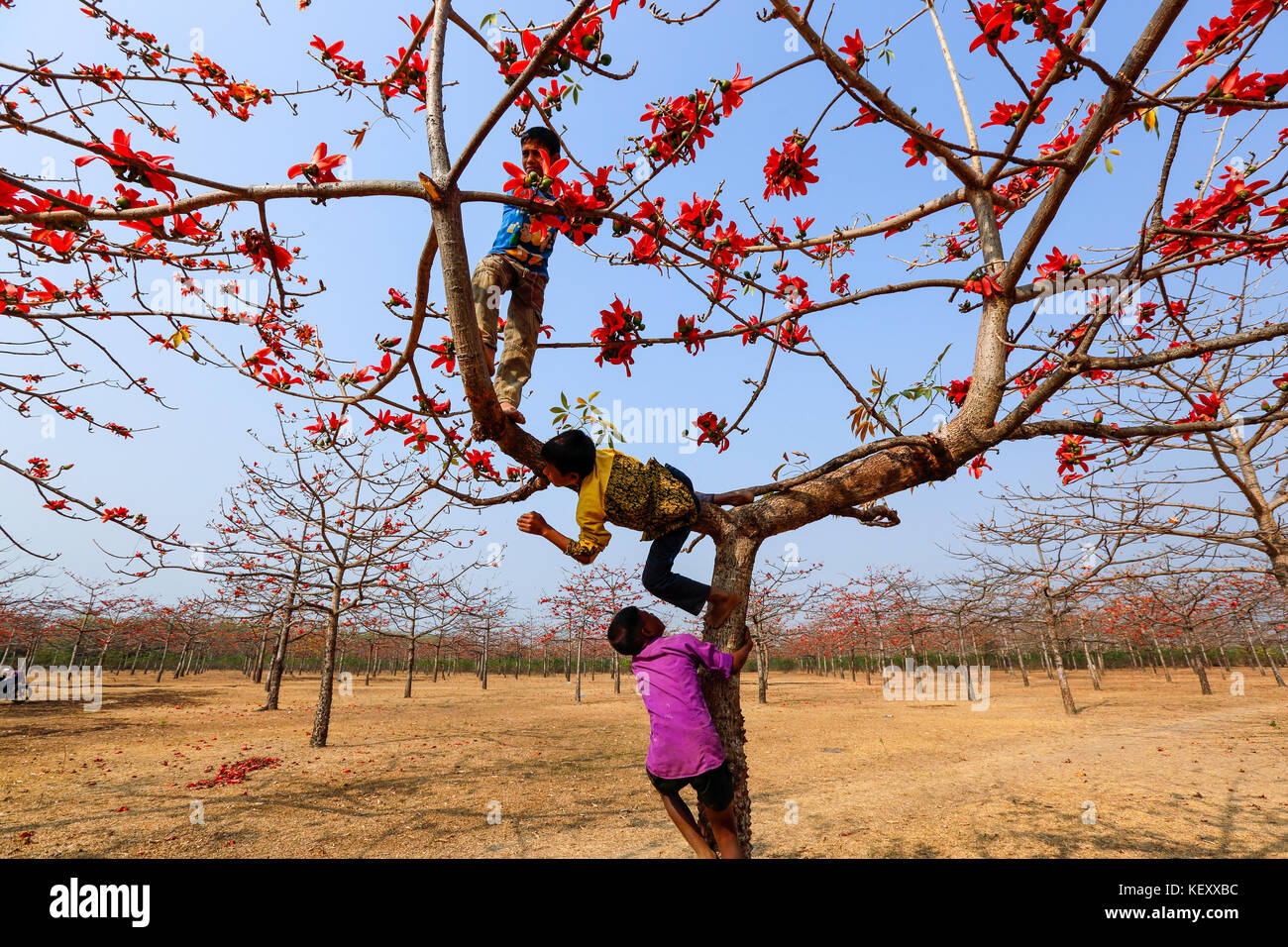 Ländliche Jungs klettern silk Cotton Tree an laurer garh Dorf am Ufer des Flusses in tahirpur jadukata sunamganj upajila der Bezirk. Bangladesch Stockfoto