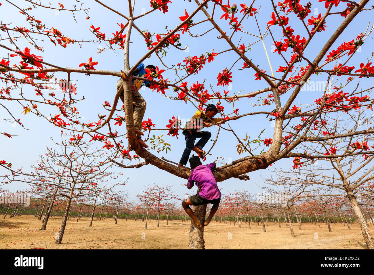 Ländliche Jungs klettern silk Cotton Tree an laurer garh Dorf am Ufer des Flusses in tahirpur jadukata sunamganj upajila der Bezirk. Bangladesch Stockfoto