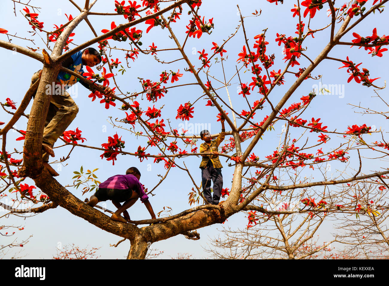 Ländliche Jungs klettern silk Cotton Tree an laurer garh Dorf am Ufer des Flusses in tahirpur jadukata sunamganj upajila der Bezirk. Bangladesch Stockfoto