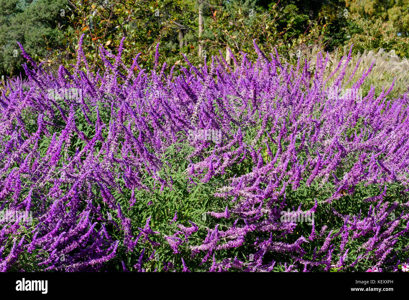 Blue Spire Russischer Salbei Perovskia Atriplicifolia In Oklahoma City Oklahoma Usa Wachst Stockfotografie Alamy