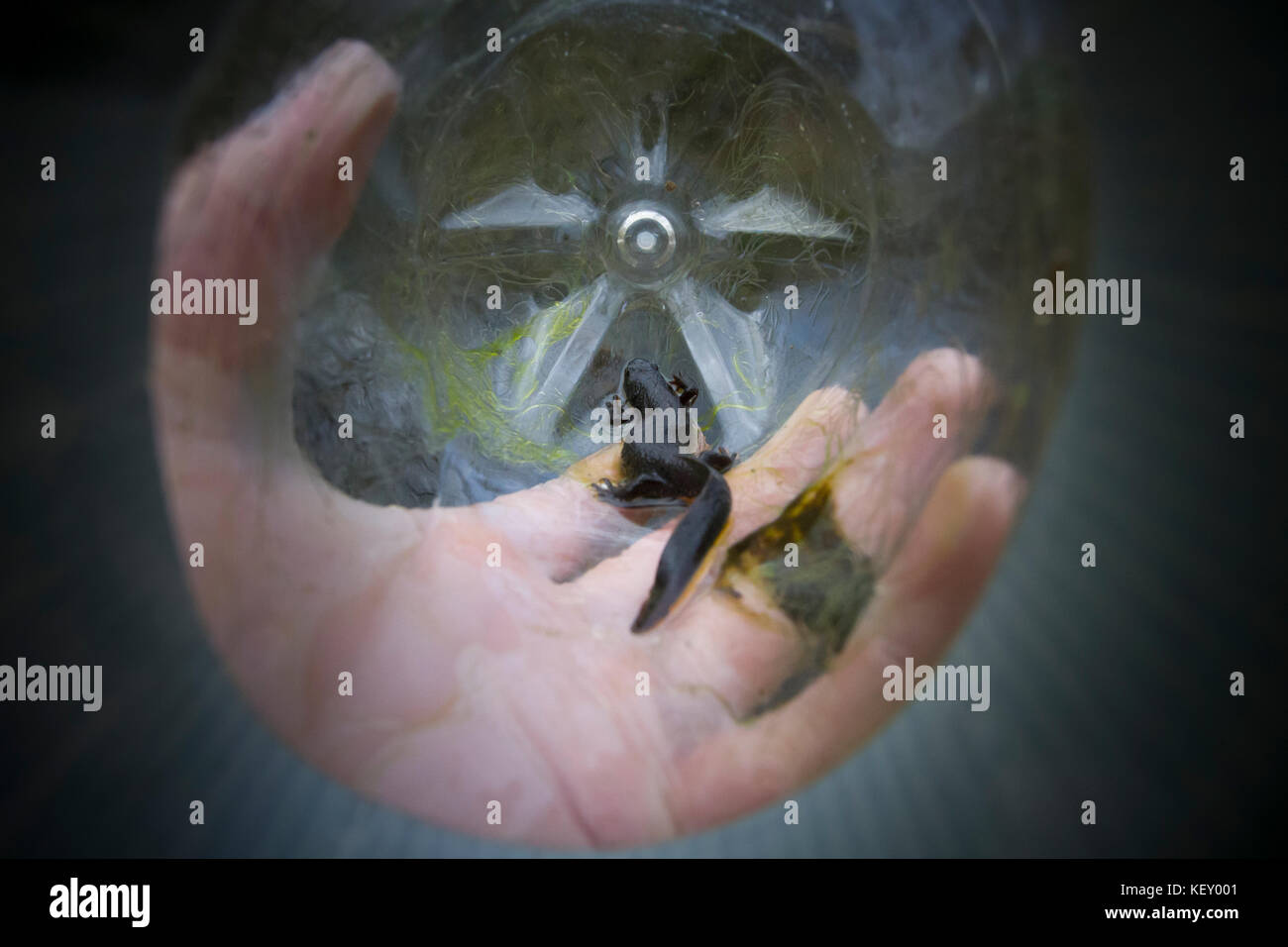 Great crested Newt (Triturus cristatus) in einer Flasche trap, während eine ökologische Studie über einen Teich für eine Entwicklung, Regelung, England. Stockfoto