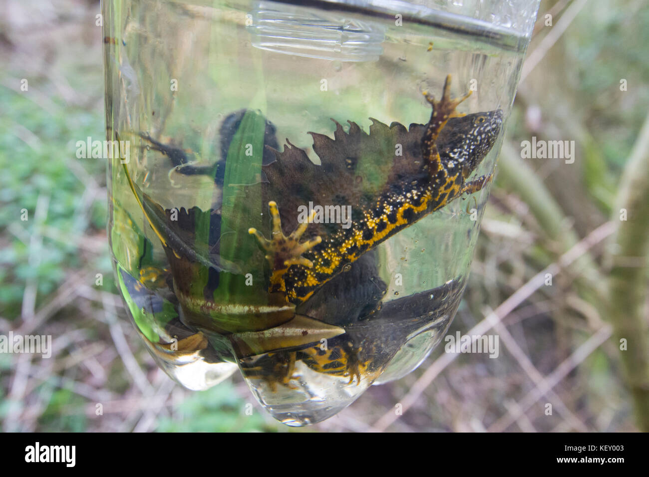 Great crested Newt (Triturus cristatus) in einer Flasche trap, während eine ökologische Studie über einen Teich für eine Entwicklung, Regelung, England. Stockfoto