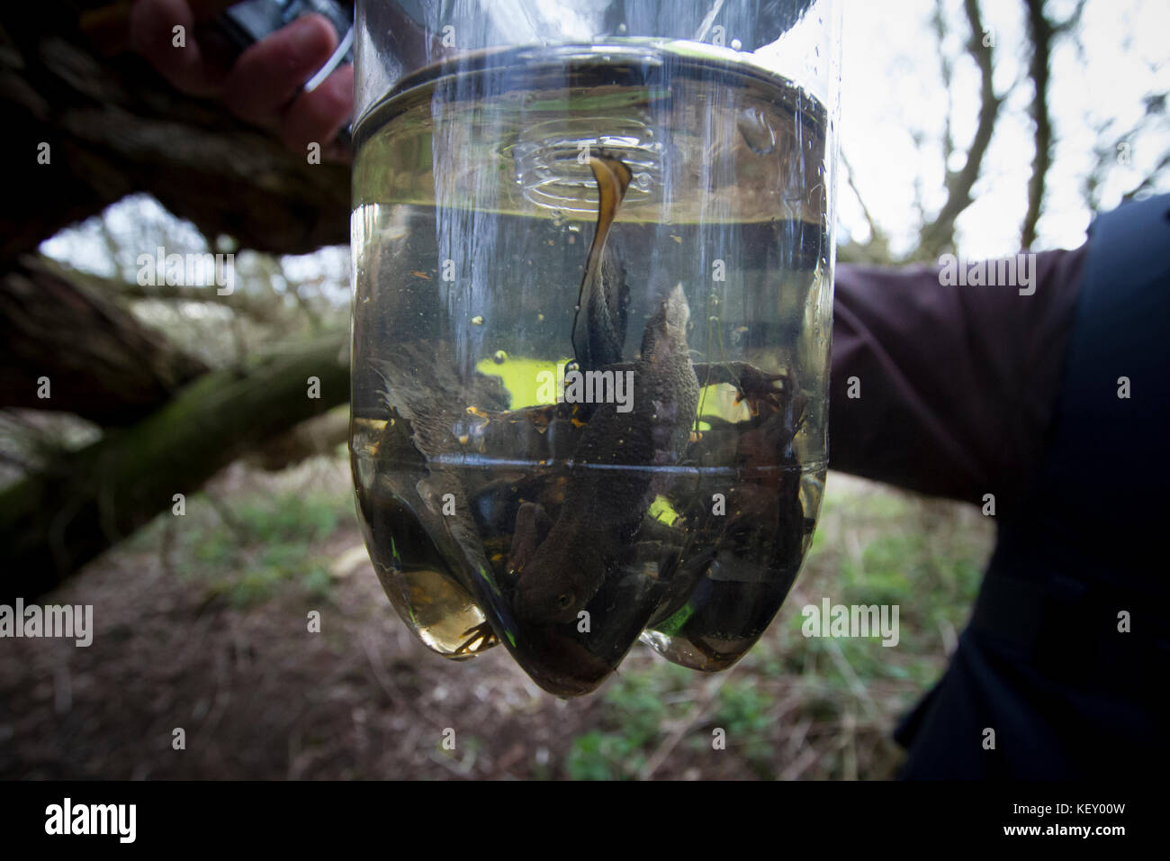 Great crested Newt (Triturus cristatus) in einer Flasche trap, während eine ökologische Studie über einen Teich für eine Entwicklung, Regelung, England. Stockfoto
