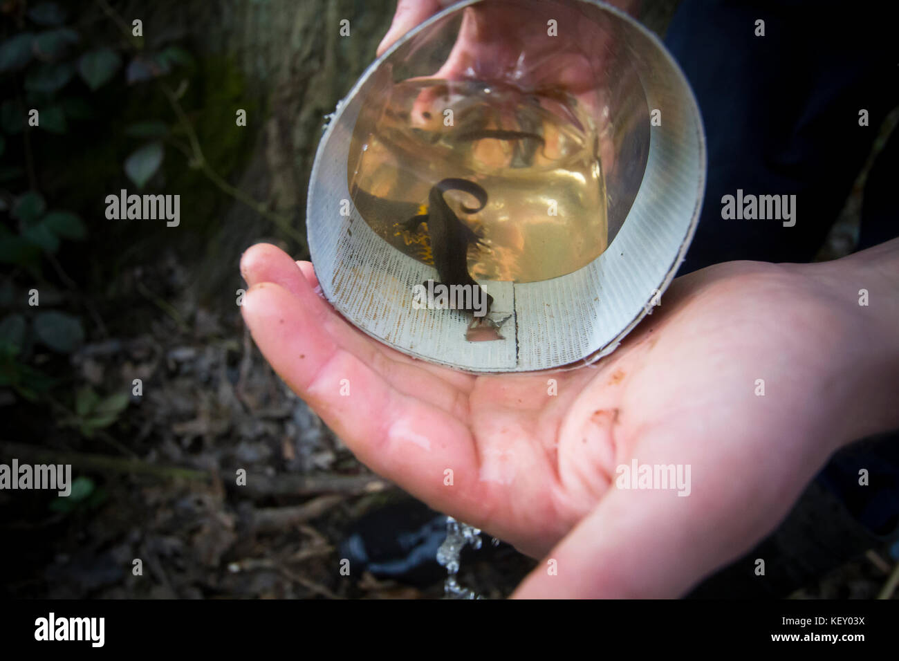 Great crested Newt (Triturus cristatus) in einer Flasche trap, während eine ökologische Studie über einen Teich für eine Entwicklung, Regelung, England. Stockfoto