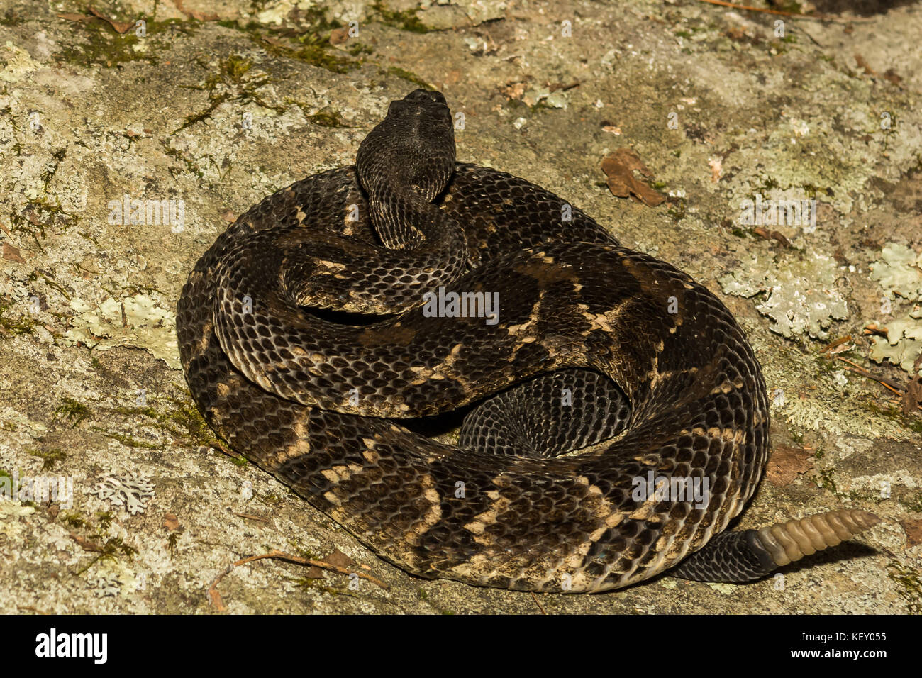 Eine schwarze Phase Holz klapperschlange Aalen auf einem Felsen. Stockfoto