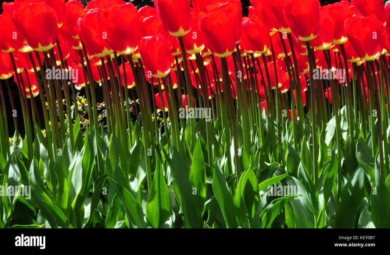 Stämme - das Leben unterstützen. ein inspirierendes Bild mit einzigartiger Sicht im Keukenhof tulip Garten erstellt. Der schönste Garten der Welt. Stockfoto