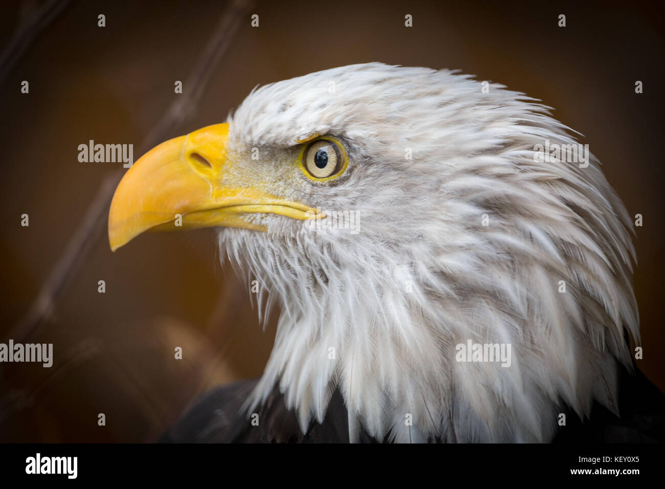 Weißkopf-Seeadler Stockfoto