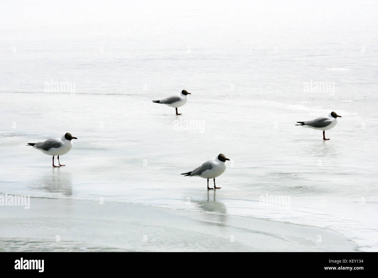 Migration Möwen stehen in den schmelzenden Eis und Kälte Wasser in pangong See an der Sommerzeit in Leh, Ladakh, Indien. Soft Focus und minimalistischen p Stockfoto