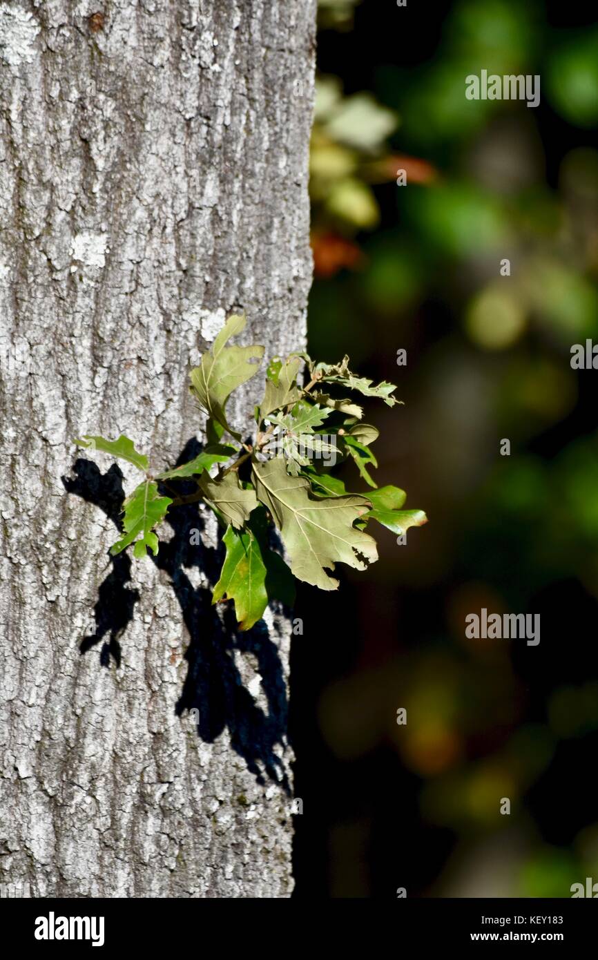 Kleiner Zweig, der von der Seite des Baumes wächst Stockfoto