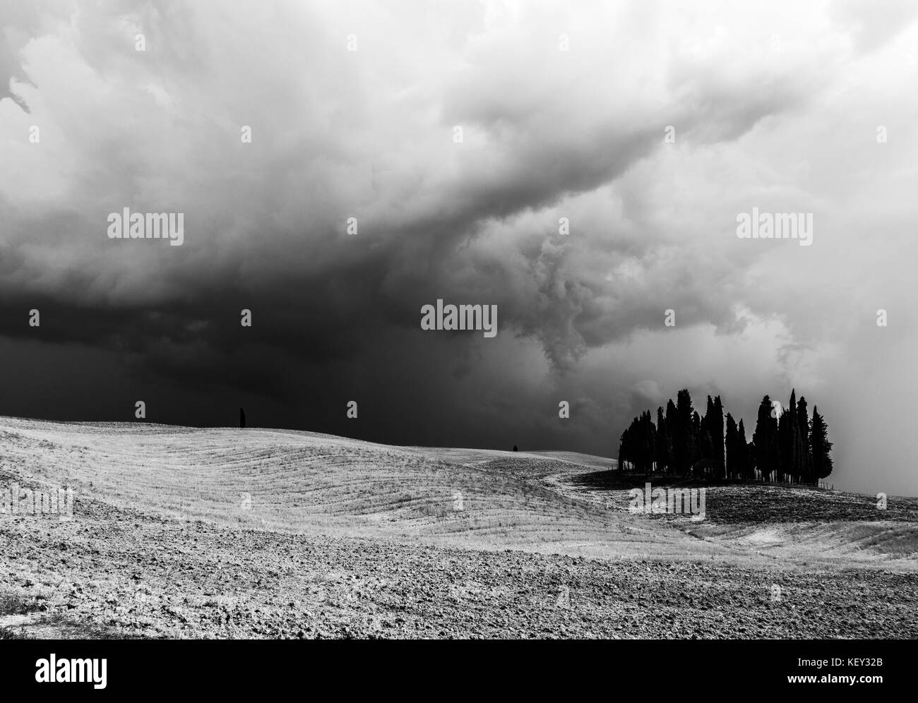 Eine isolierte Gruppe von Zypressen über einen Hügel und unter einem bewölkten Himmel, Moody Stockfoto
