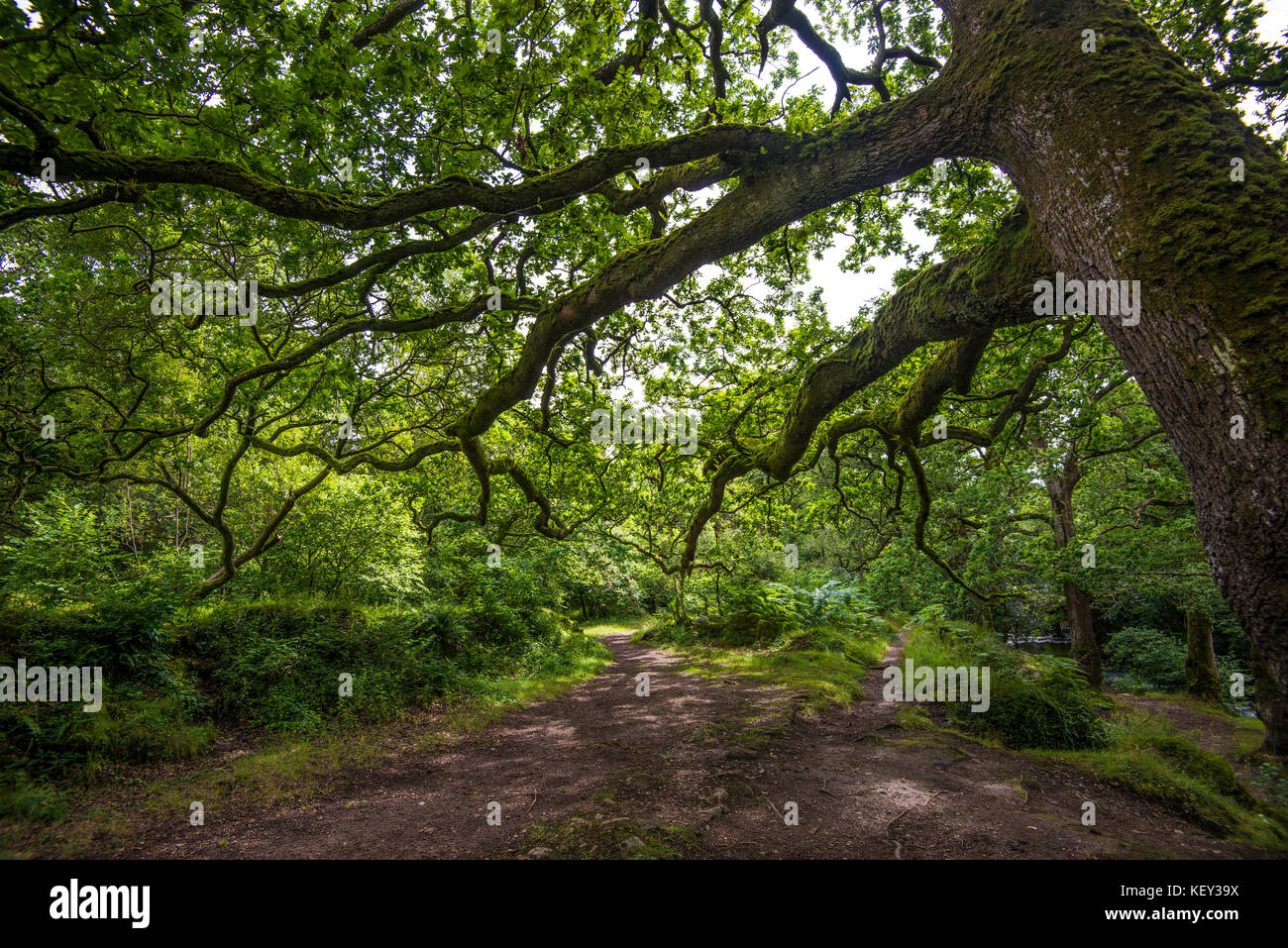 Dewerstone Wood, Dartmoor. Devon. Oberlauf des Flusses Plym. Wunderschöne, aber chaotische Wälder mit vielen umgestürzten Bäumen. Viele Pilze. Nr Shaugh Bridge Stockfoto