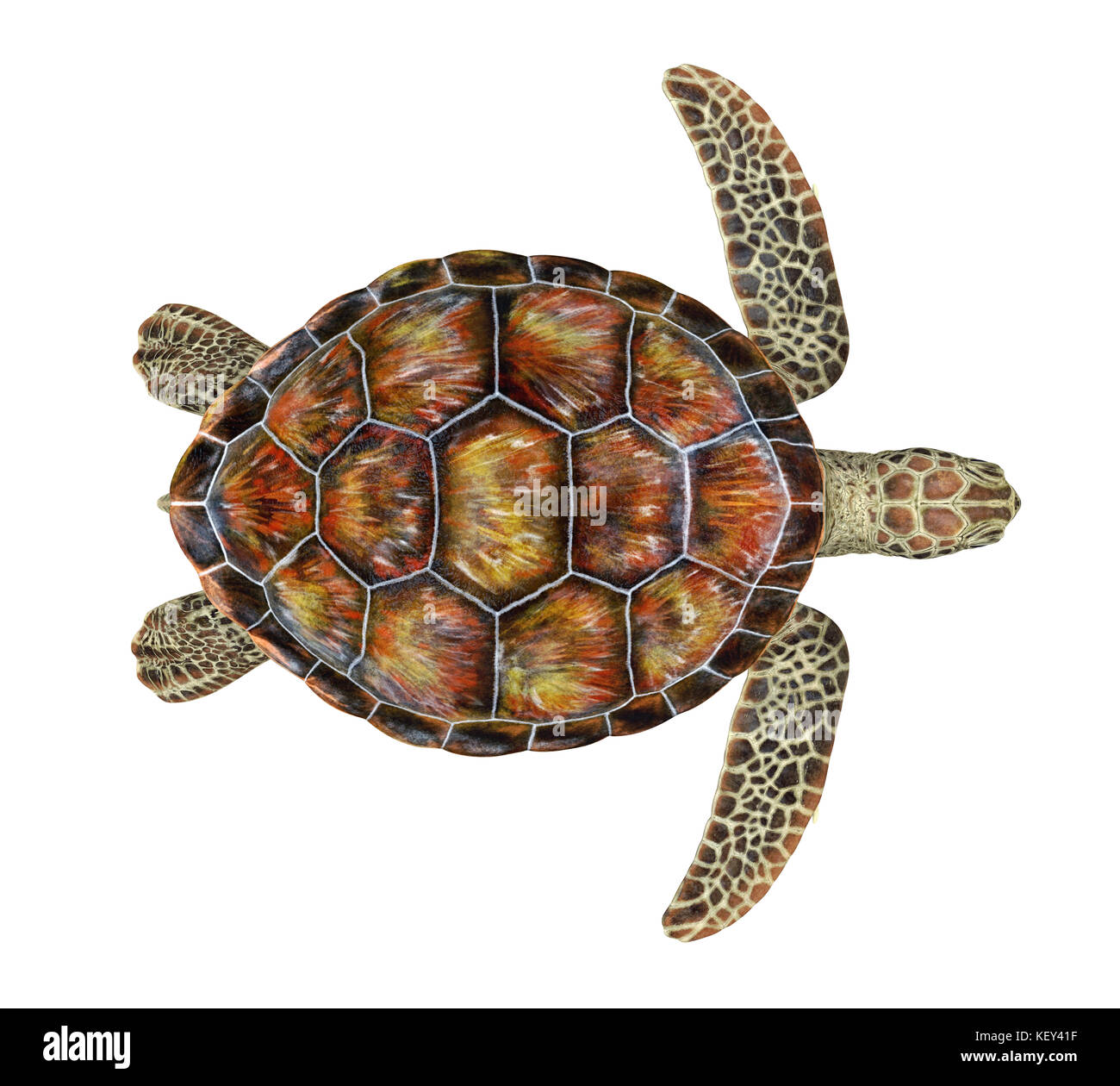 Sea Turtle isoliert Stockfoto