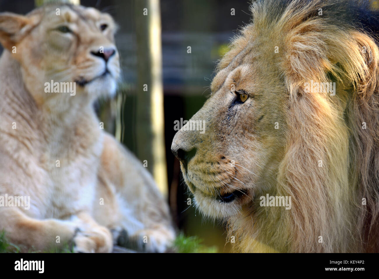 Asiatische Löwen (Panthera leo persica) Paar, auch als die indischen Löwen und persischen Lion bekannt. Männliche im Vordergrund, Weibchen auf Hintergrund. Stockfoto