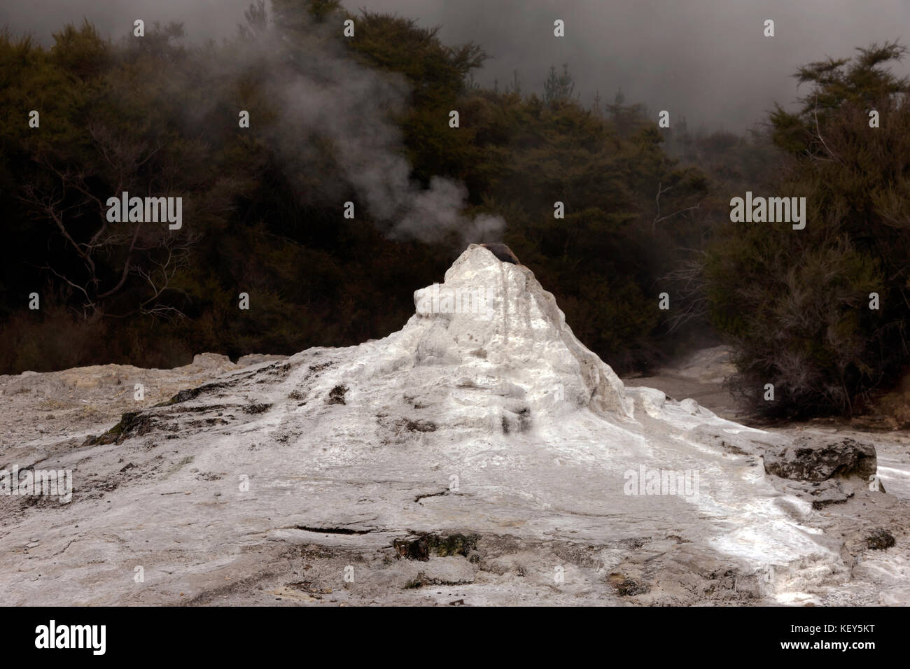 Die Lady Knox geysir an waiotapu, eine aktive geothermale Region am südlichen Ende des okataina vulkanisch aktiven geothermale Region, Neuseeland Stockfoto