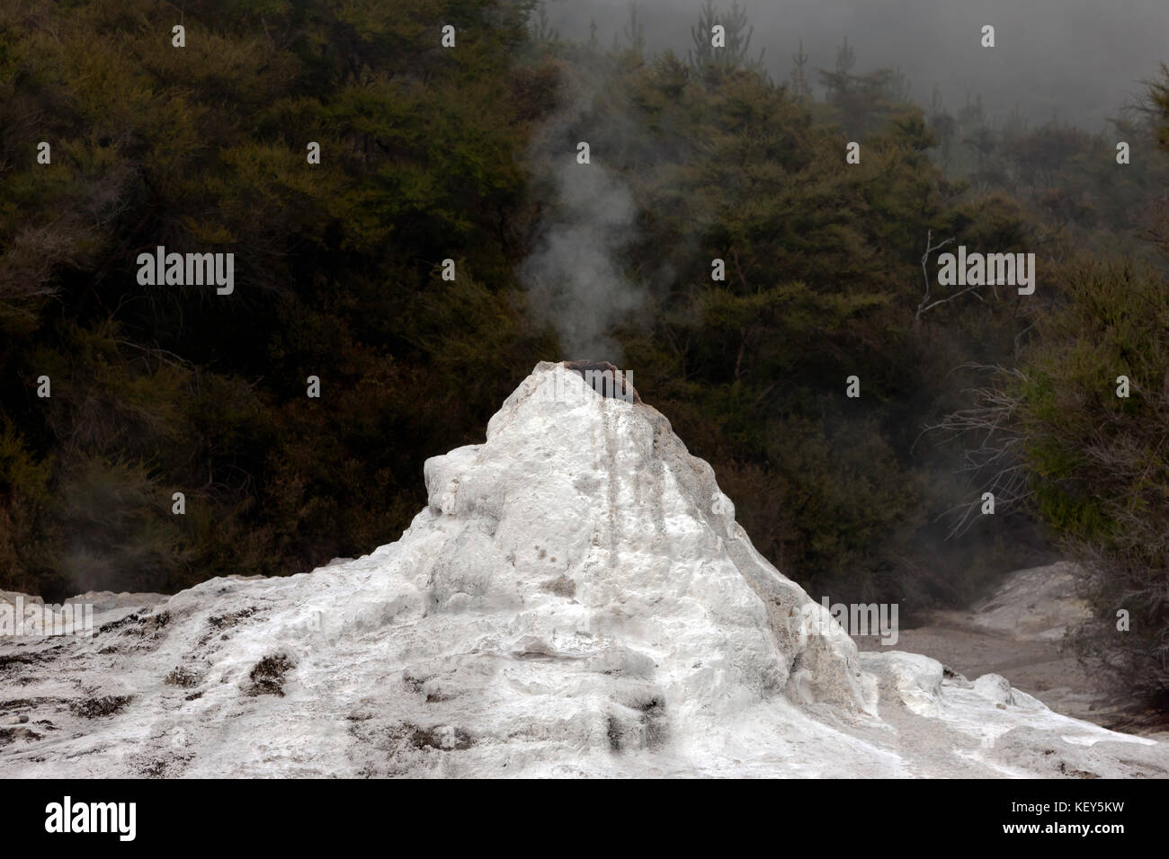 Die Lady Knox geysir an waiotapu, eine aktive geothermale Region am südlichen Ende des okataina vulkanisch aktiven geothermale Region, Neuseeland Stockfoto