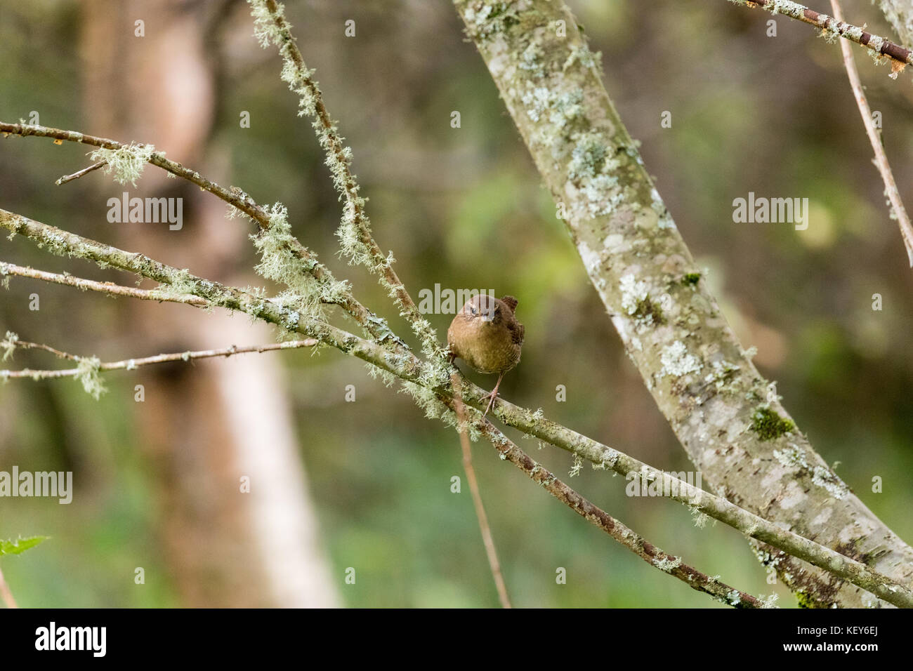 Wren sitzen auf einem Ast Stockfoto