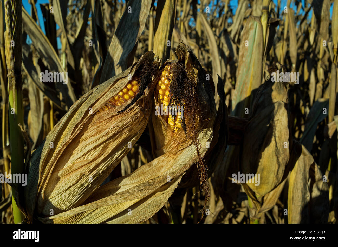 Feld Mais zur Ernte bereit in den späten Tag Golden Sun eines hellen und sonnigen Oktobertag. Stockfoto