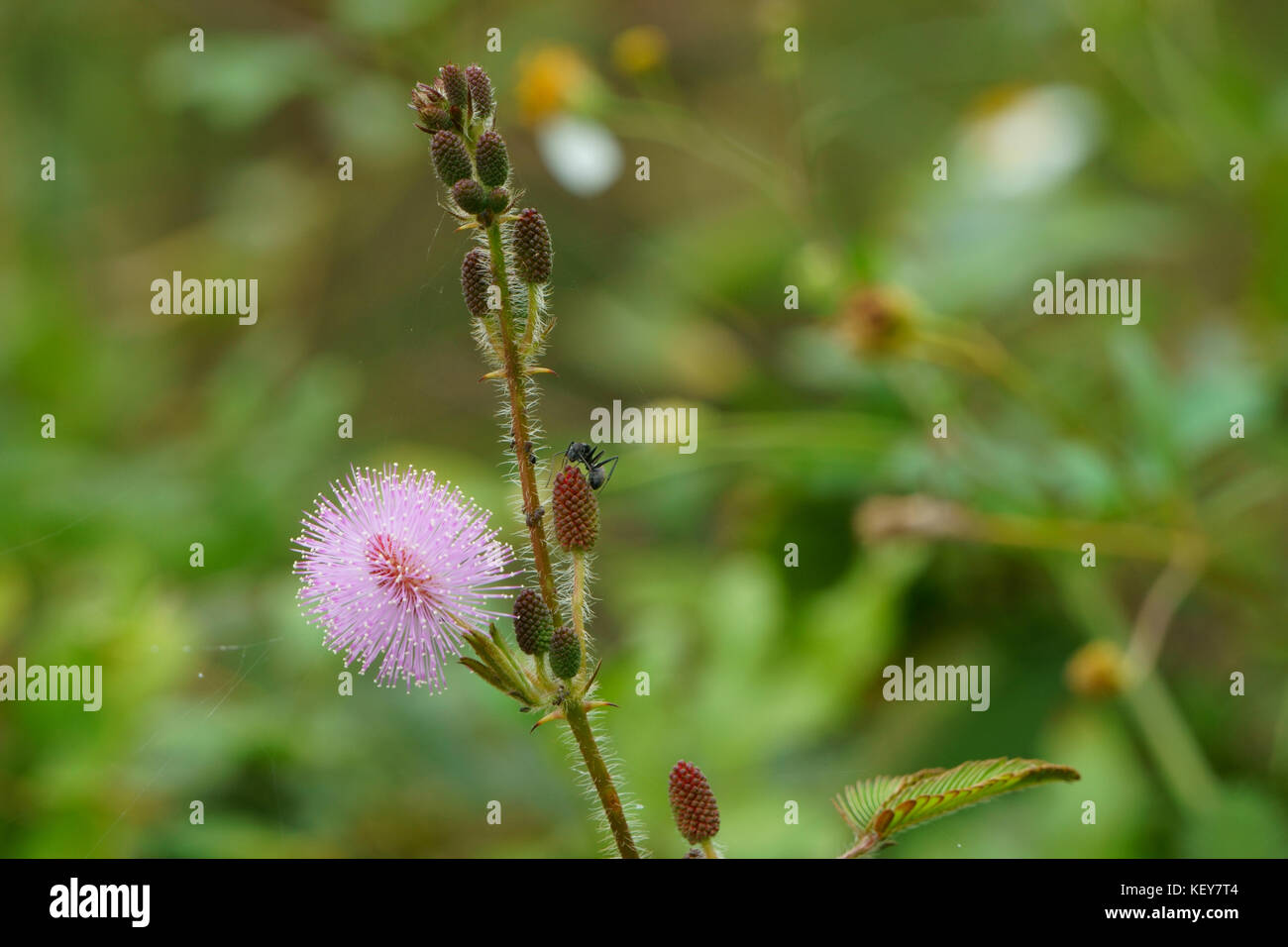 Schöne Blumen auf die Landschaft. Mimosa pudica Stockfoto