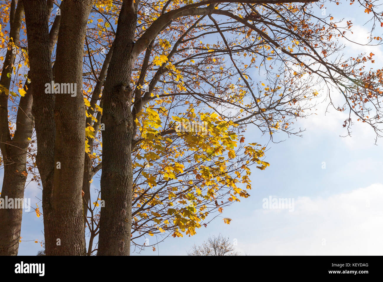 Gelbe ahorn Blätter an einem Baum Stockfoto