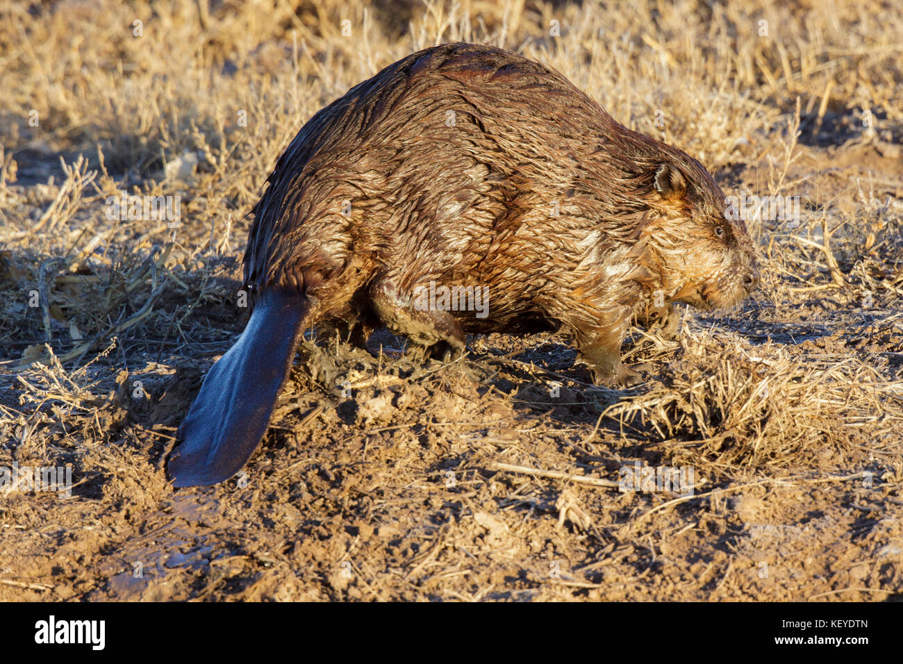 Amerikanischer Biber Castor canadensis Bosque Del Apache National Wildlife Refuge, südlich von Socorro, New Mexico, United States, 25. Februar 2013 adul Stockfoto