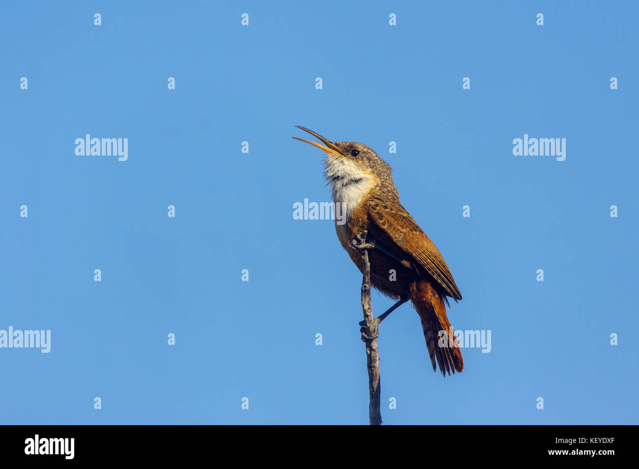 Canyon Wren catherpes mexicanus Santa Catalina Mountains, California, United States, 18. März 2011 nach troglodytidae Stockfoto