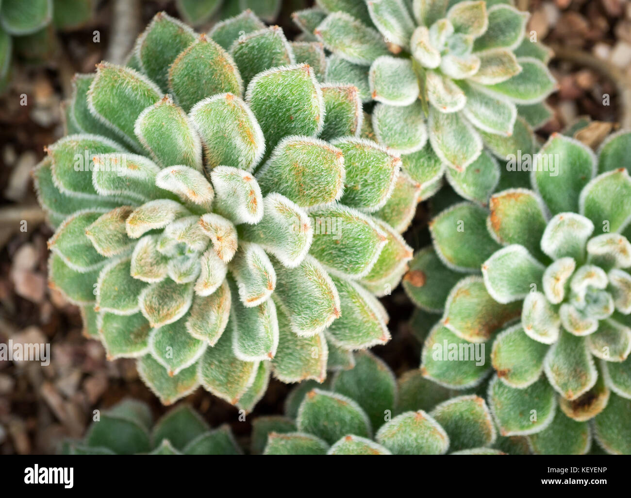 Echeveria 'dTaylor Oris' (auch als Woolly rose bekannt) Sukkulenten am muttart Conservatory in Edmonton, Alberta, Kanada. Stockfoto