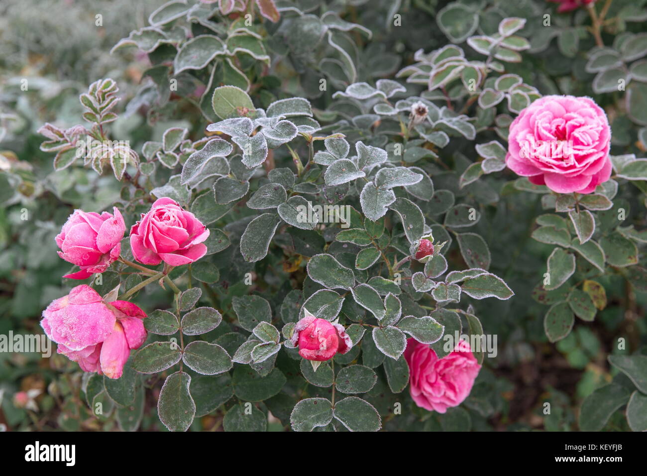 Winter im Garten. Die ersten Fröste und gefrorene rosa Blüten. Stockfoto
