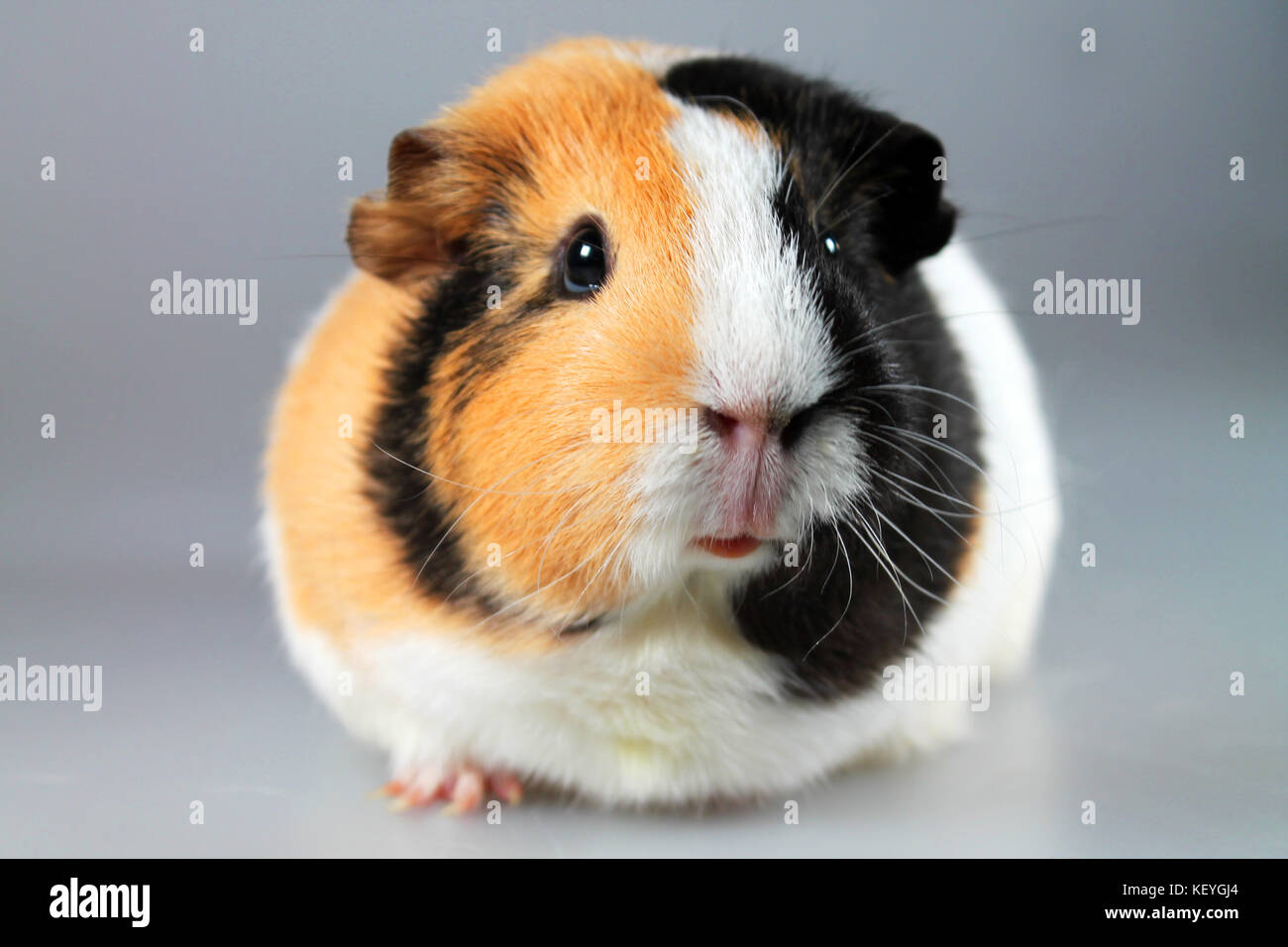 Meerschweinchen (cavia porcellus) - beliebtes Haustier. Stockfoto