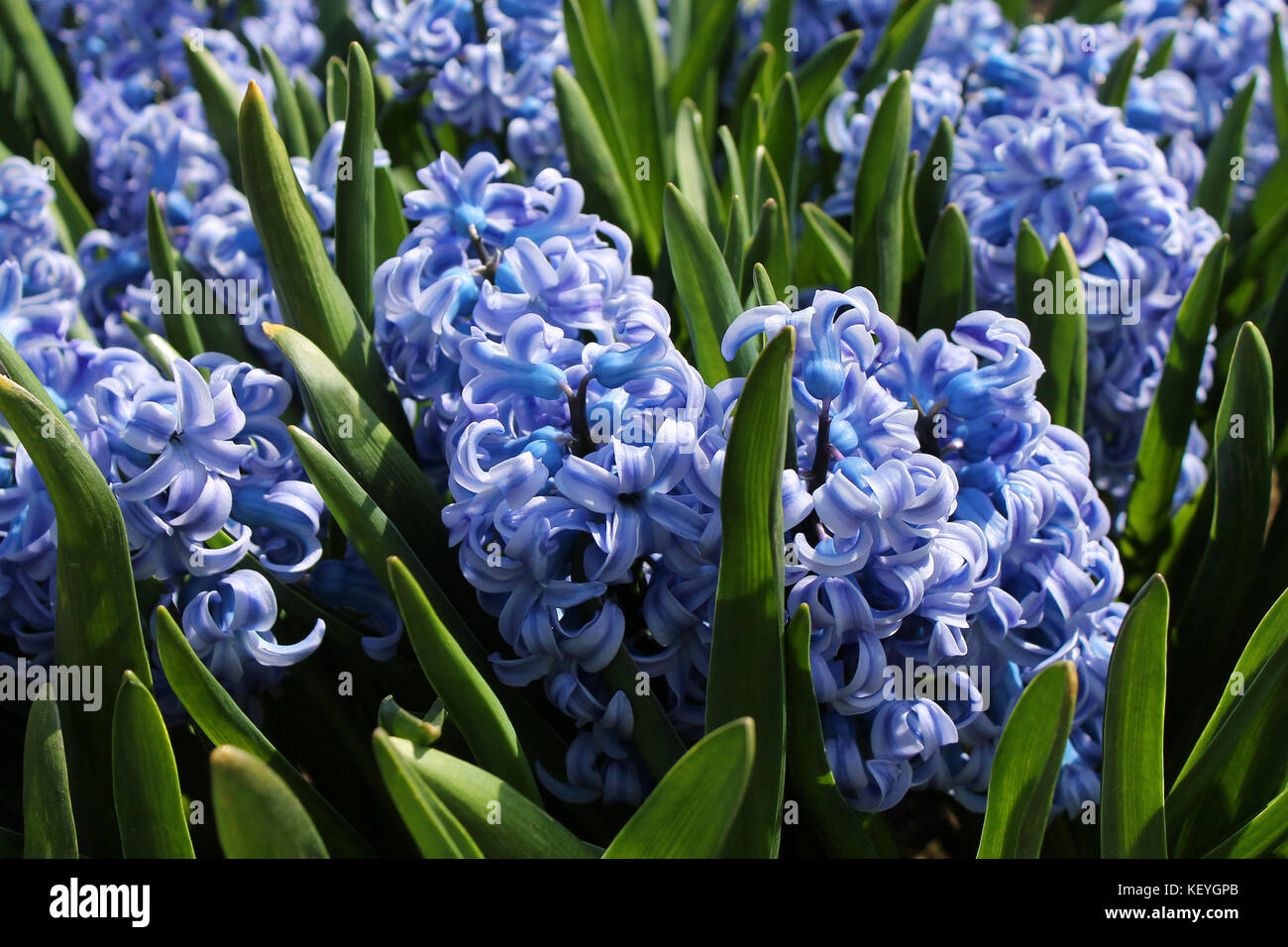 Schöne Frühlingsblumen - blaue Hyazinths. Frühlingskarten. Stockfoto