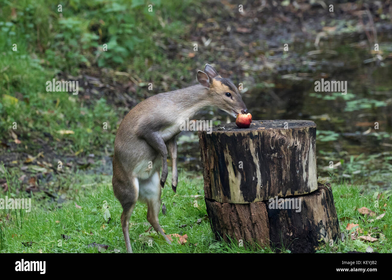 Baby muntjac auch als bellende Rehe muntiacus reevesi Essen red apple bekannt Stockfoto