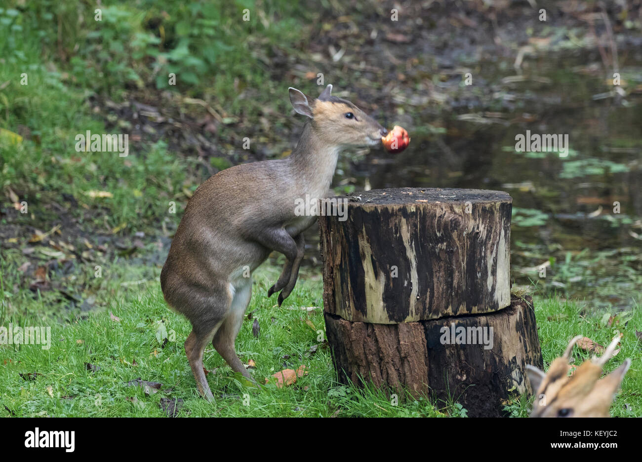 Baby muntjac auch als bellende Rehe muntiacus reevesi Essen red apple bekannt Stockfoto