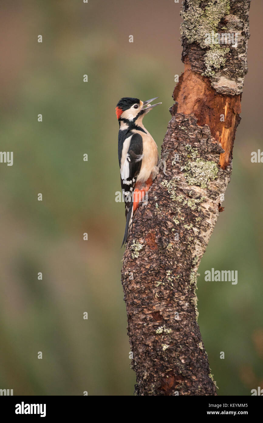 Mehr Specht (Dendrocopos major) Fütterung auf einem Baum entdeckt Stockfoto