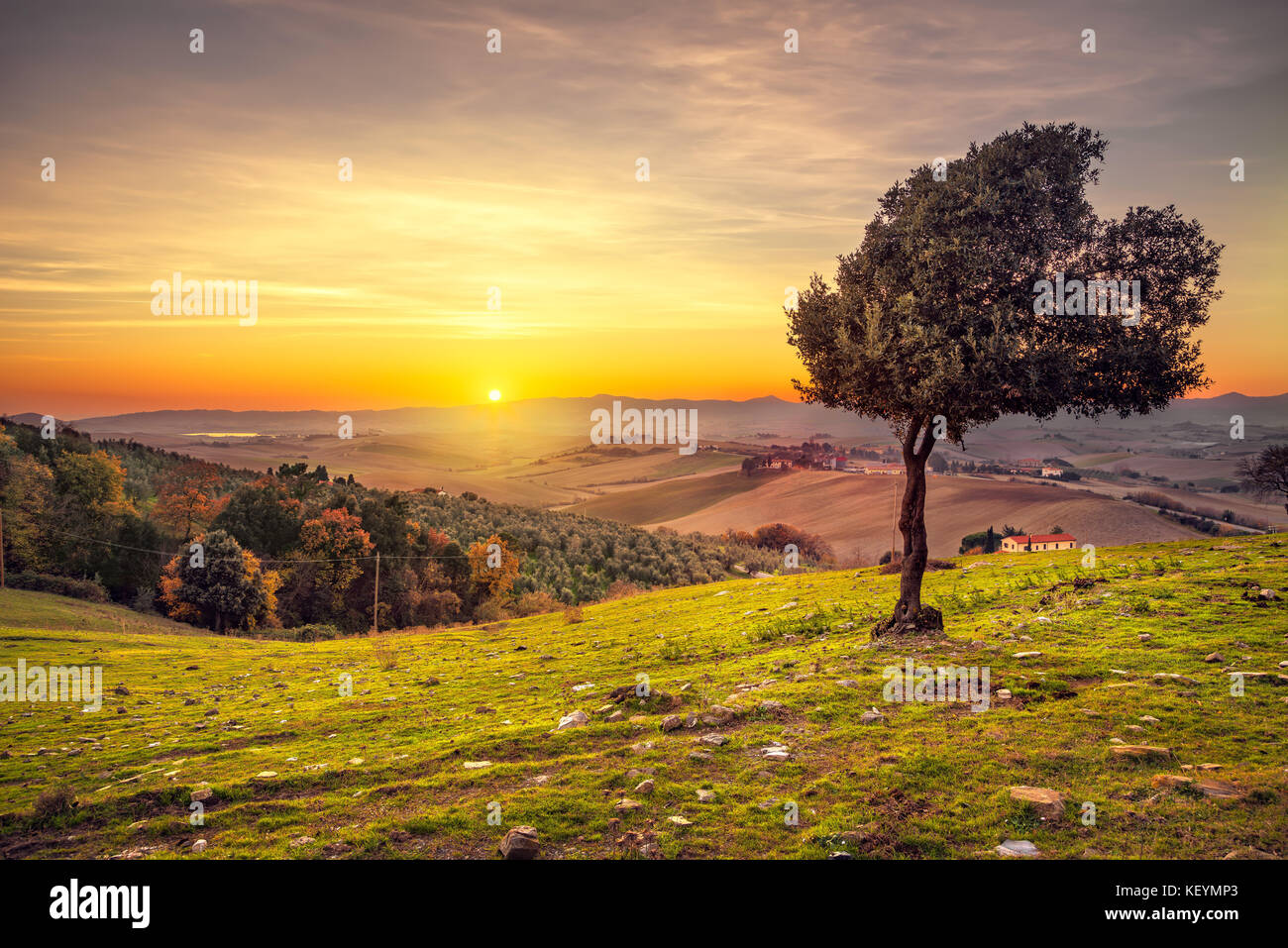 Der Toskana auf dem Land Panoramaaussicht, einsame windigen Olivenbaum, sanfte Hügel und grüne Felder auf Sonnenuntergang. Pisa, Italien, Europa Stockfoto