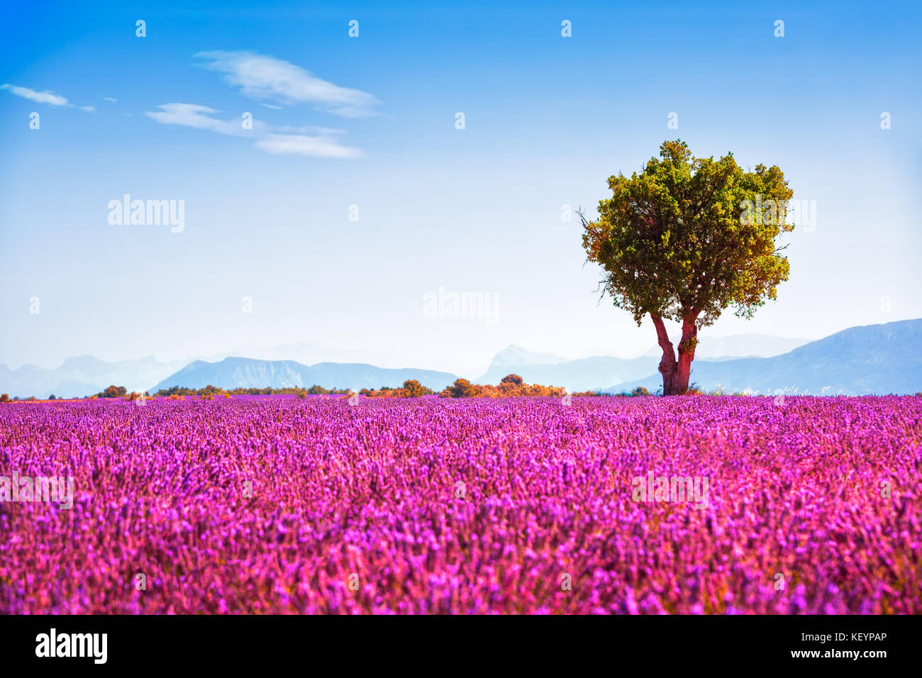 Lavendel Blumen blühen Feld und einem einsamen Baum bergauf. Valensole, Provence, Frankreich, Europa. Stockfoto