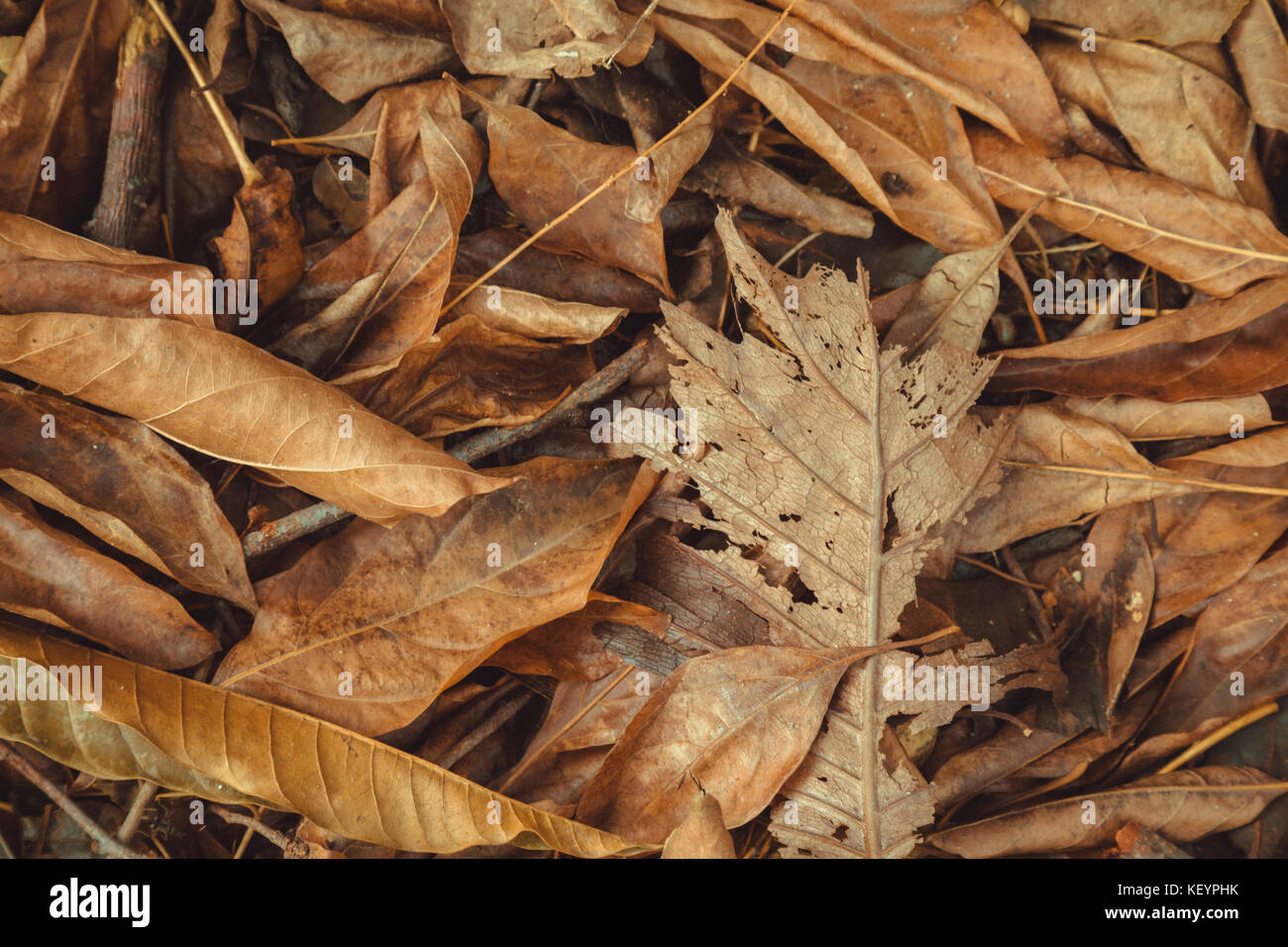 Nasse und trockene Blätter auf dem Boden nach dem Regen in den Wald. Natur Konzept und Hintergrund. Stockfoto