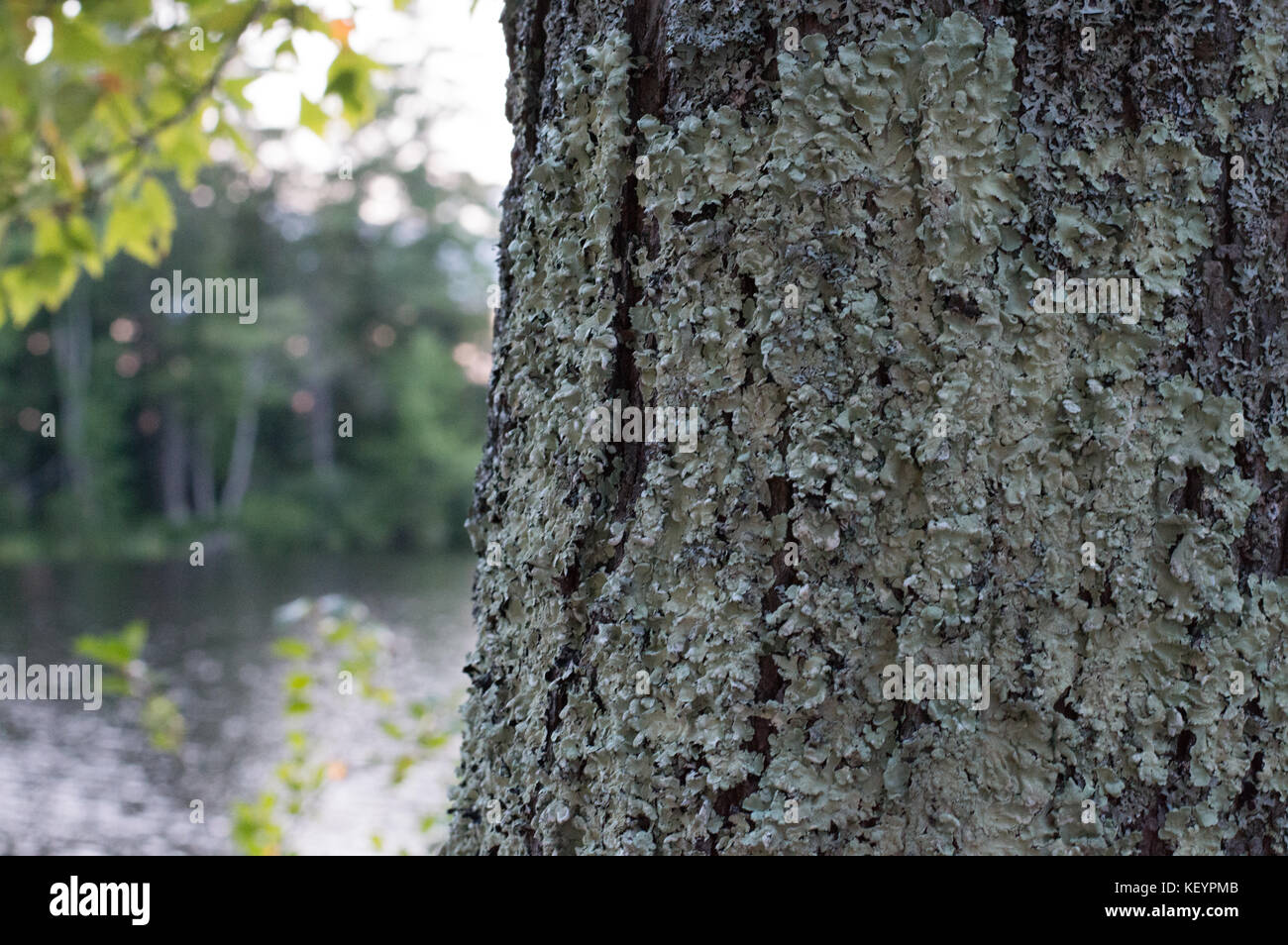 Eine definierte Baumstamm zeigt seine Textur in den Vordergrund der New-Hampshire See. Stockfoto