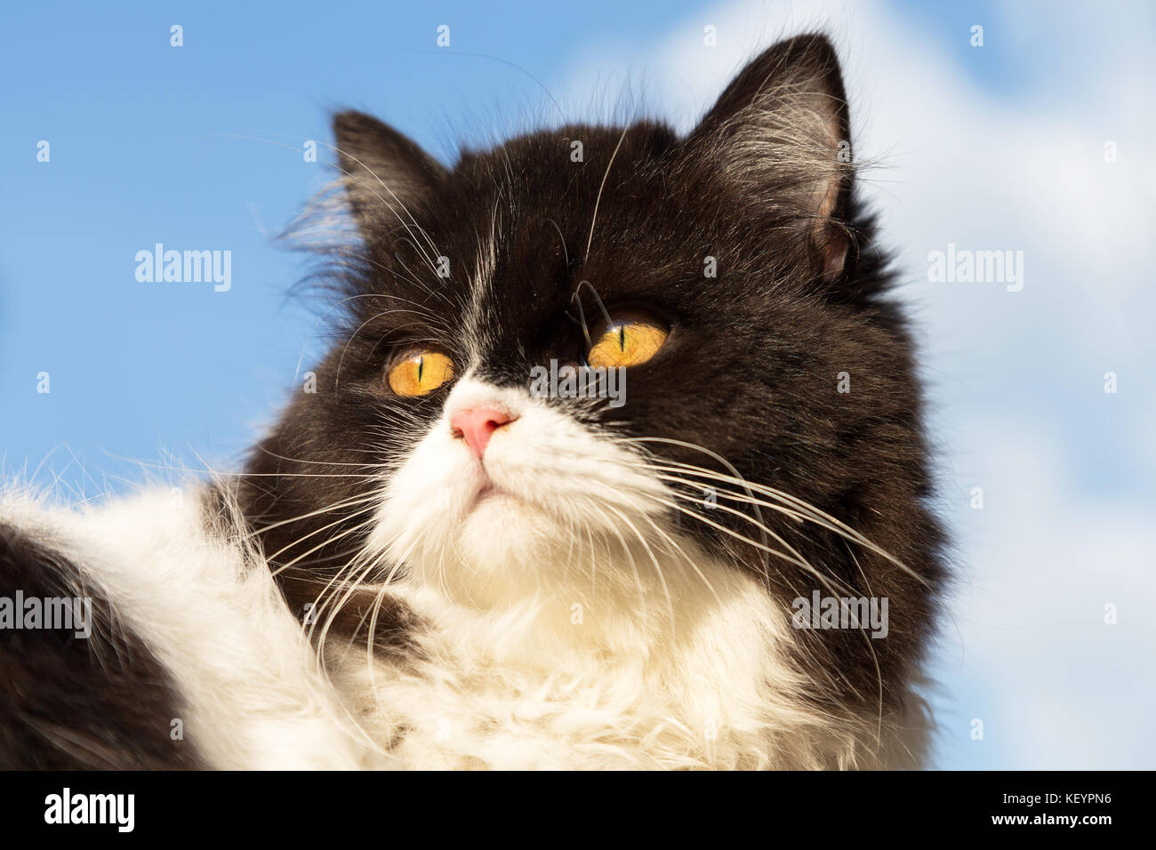 Portrait von Schwarzen und Weißen neugierig Persian kitty Katze schaut von hinten mit den blauen Himmel Hintergrund. Stockfoto
