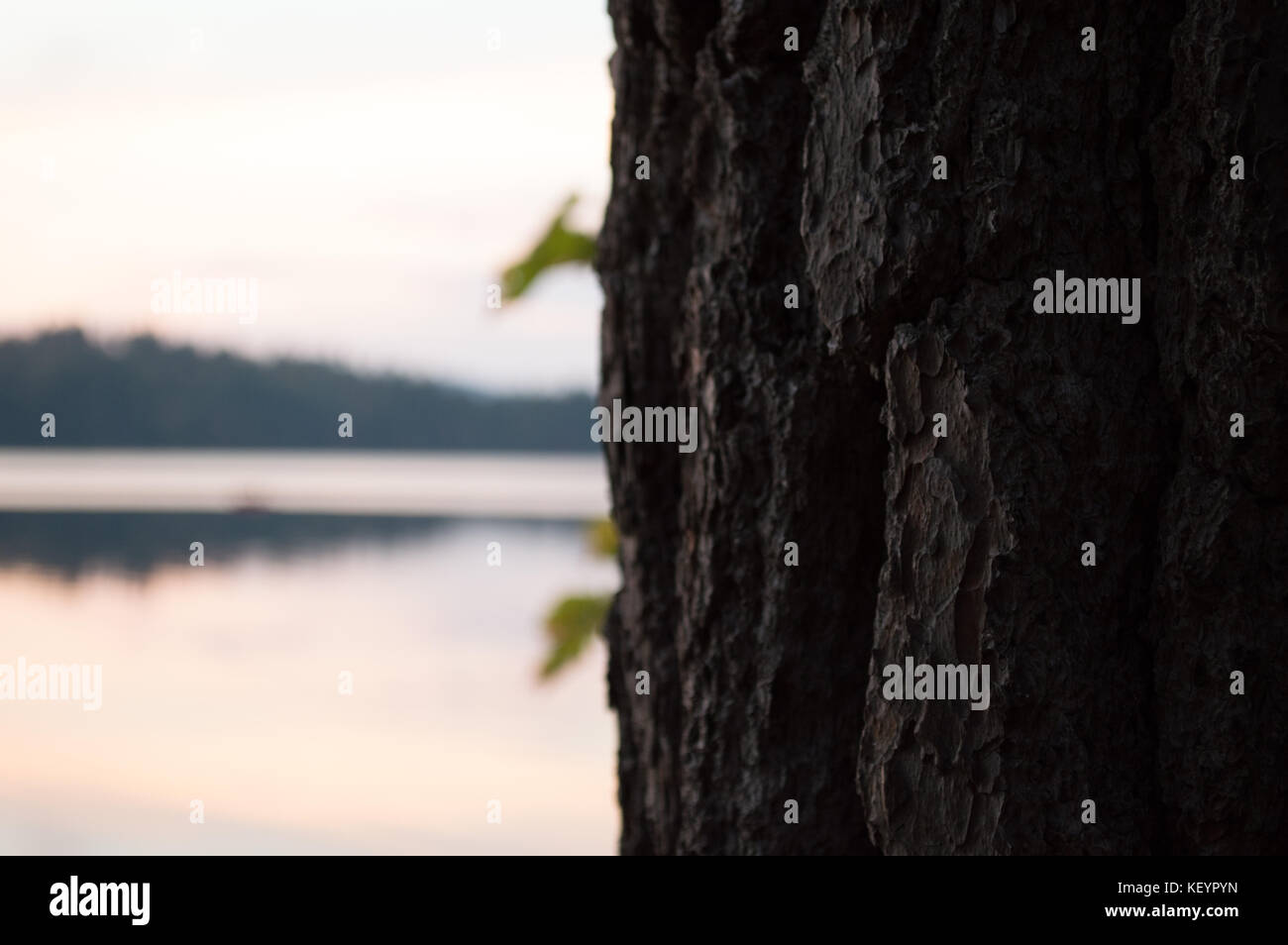 Eine definierte Baumstamm zeigt seine Textur in den Vordergrund der New-Hampshire See. Stockfoto