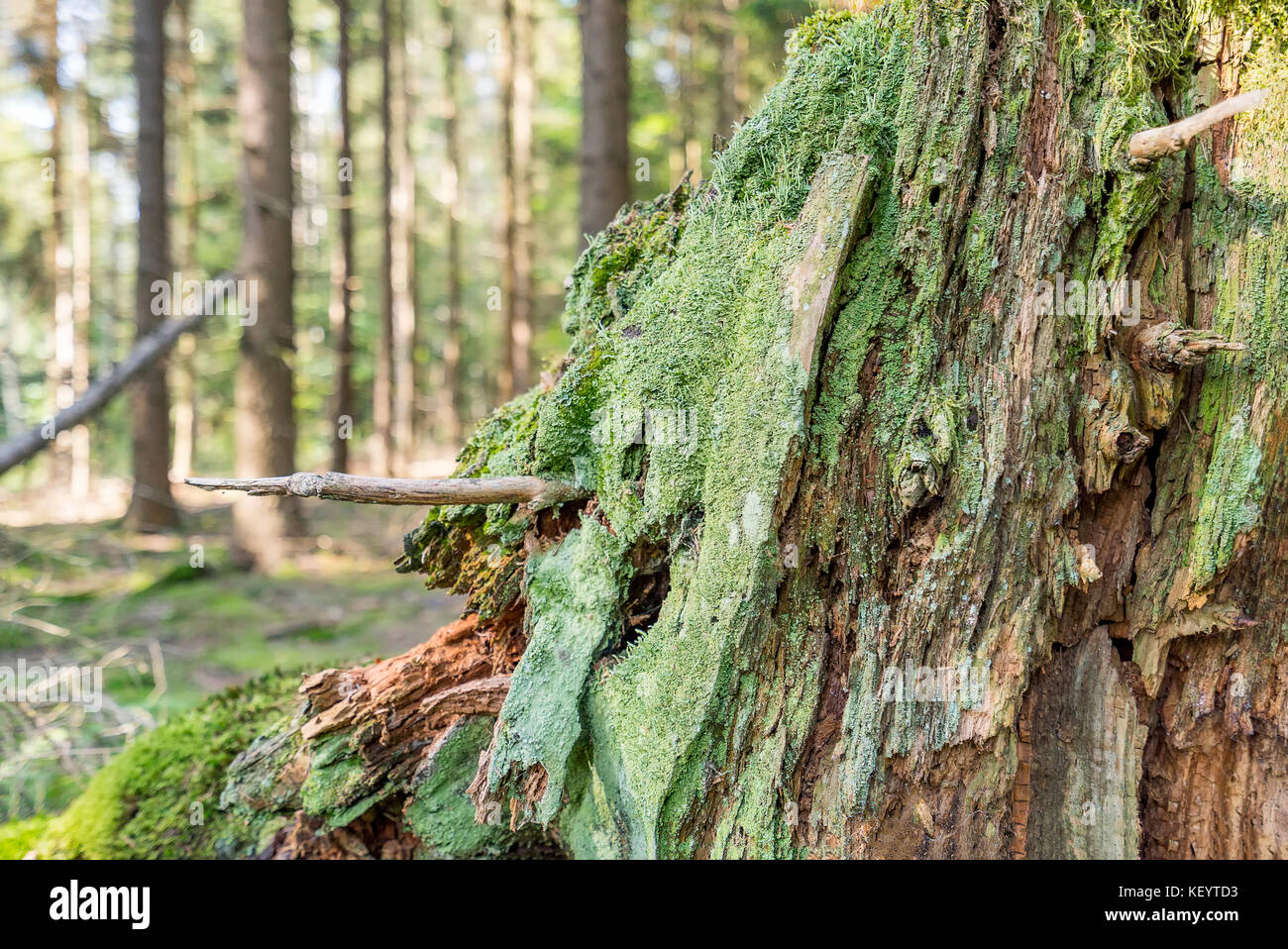 Closeup geschossen von einem dichten Bodendecker Vegetation auf einem Baumstamm mit Moos und Flechten in Wald Ambiente Stockfoto
