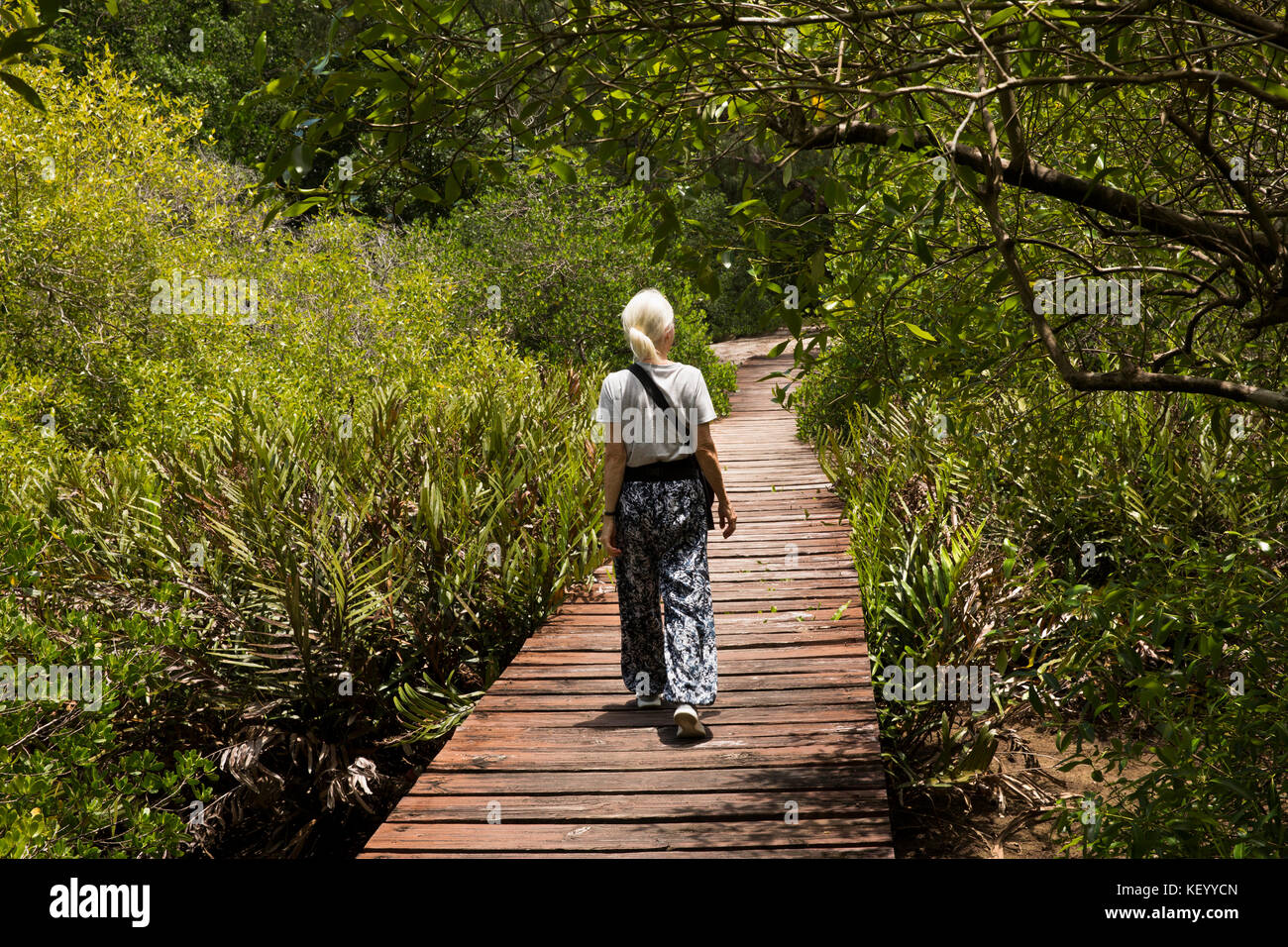 Die Seychellen, Mahe, Grand Anse, Vacoa Naturlehrpfad Holzsteg führt zu Dauban River Mangroven Stockfoto