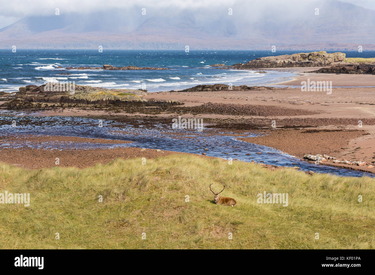 Red Deer (Cervus elaphus scoticus) Hirsch liegend mit seascape Hintergrund Stockfoto