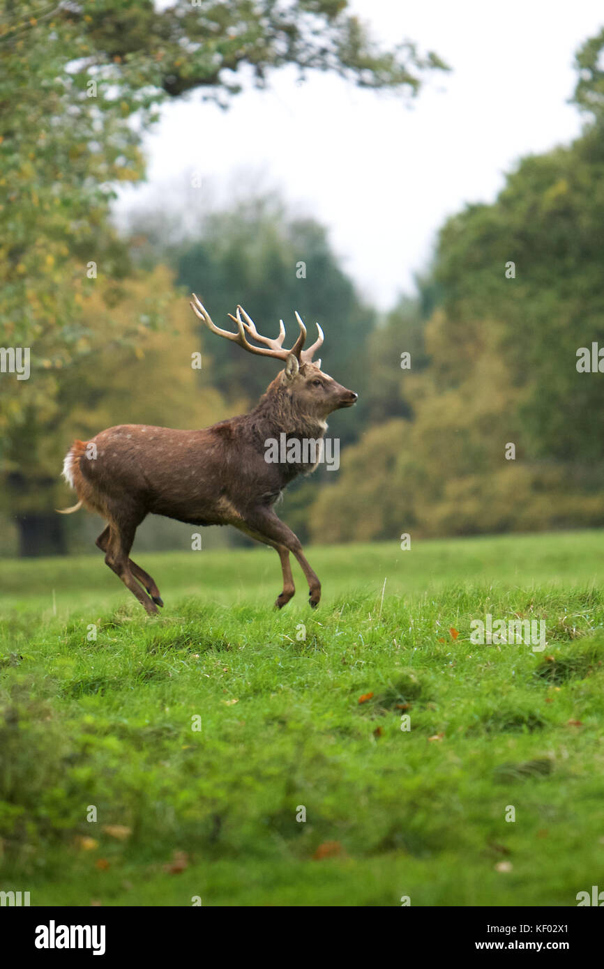 Rehe in der North Yorkshire Landschaft während der Brunftzeit Stockfoto