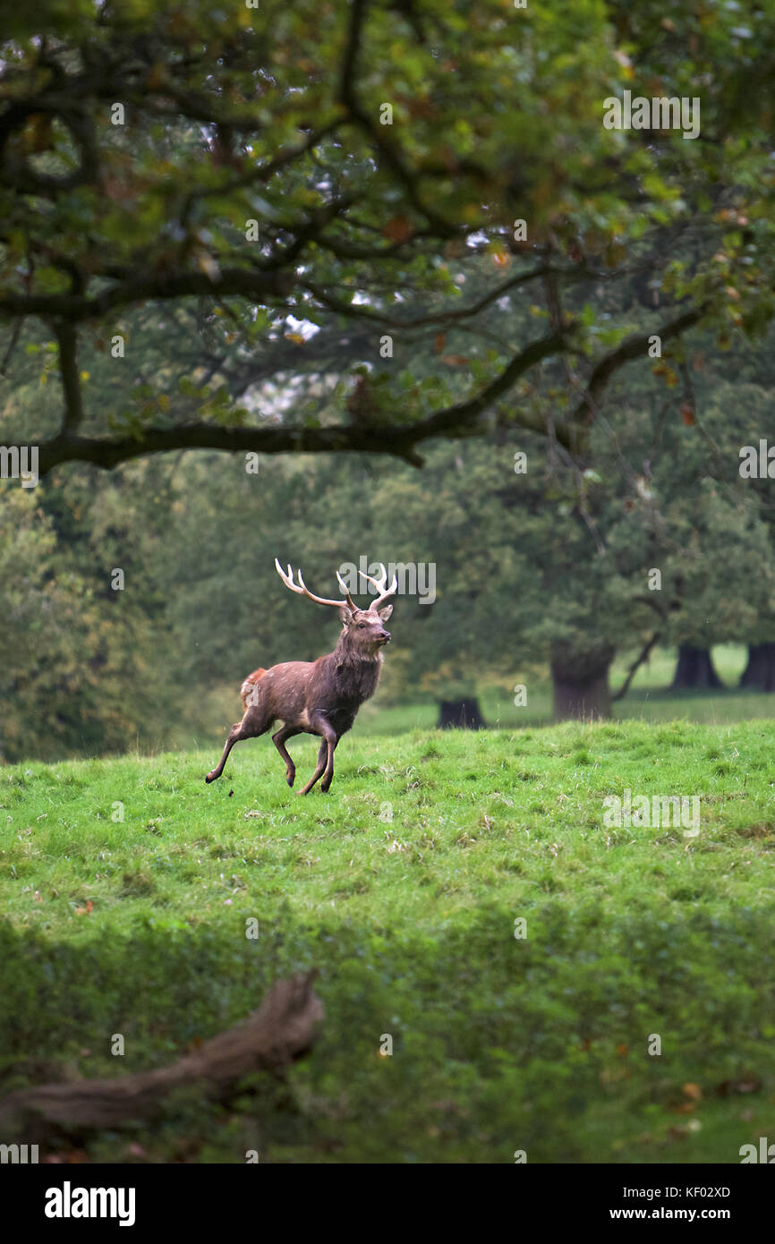 Rehe in der North Yorkshire Landschaft während der Brunftzeit Stockfoto