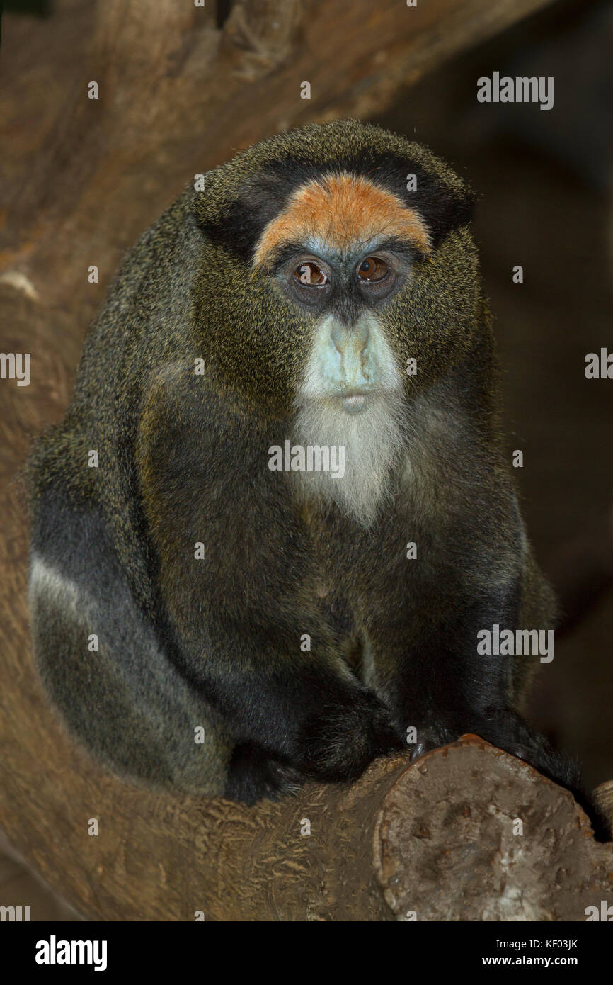 De brazza Affen (Cercopithecus neglectus) Stockfoto